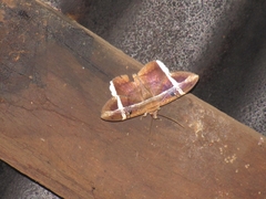 Hemeroblemma mexicana