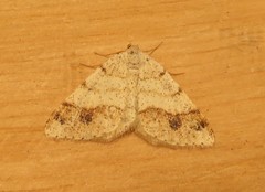 Macaria plumosata