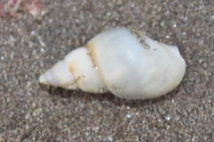 Buccinanops cochlidium