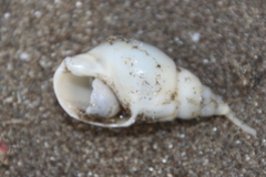 Buccinanops cochlidium