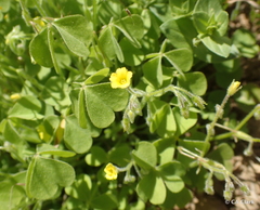 Oxalis laxa