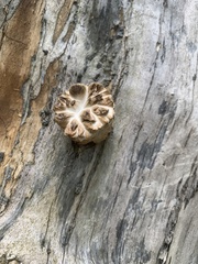 Cerioporus squamosus
