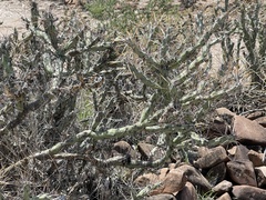 Cylindropuntia molesta molesta