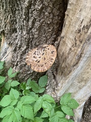 Cerioporus squamosus