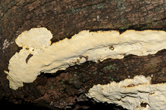 Perenniporia