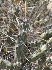 Cylindropuntia molesta molesta