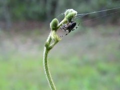 Neoscona orizabensis