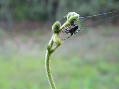 Neoscona orizabensis