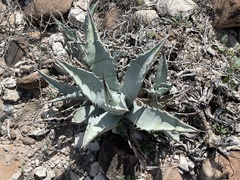 Agave cerulata