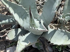 Agave cerulata