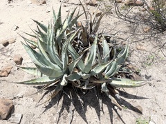 Agave cerulata