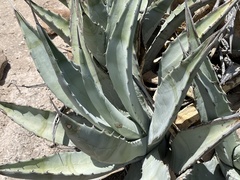 Agave cerulata