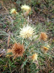 Cirsium kosmelii
