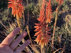 Aloe microstigma
