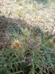 Cirsium kosmelii