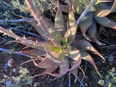 Aloe microstigma
