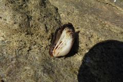 Barbatia obliquata