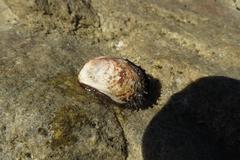 Barbatia obliquata