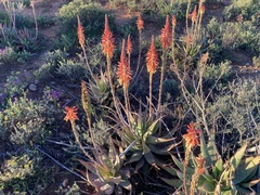 Aloe microstigma