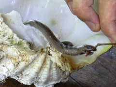 Amblyodipsas polylepis