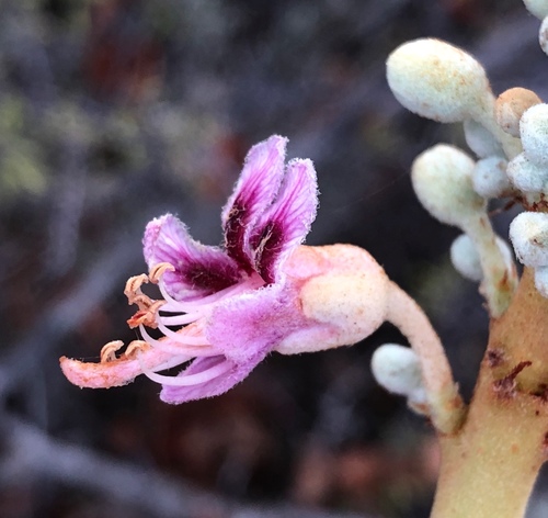 lower california buckeye