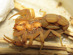 Jaguajir rochae