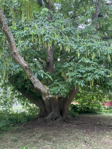 Rehder Wingnut (Pterocarya ×)