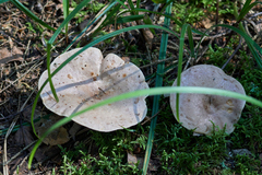 Lactarius trivialis