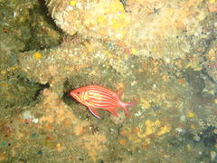 Sargocentron diadema