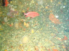Sargocentron diadema