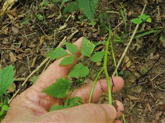 Thaspium barbinode