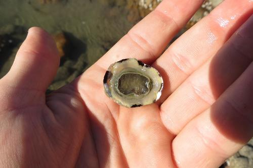 Cellana capensis