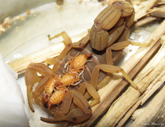 Jaguajir rochae