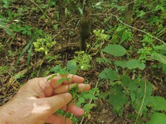 Thaspium barbinode
