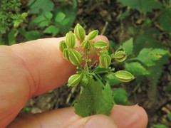 Thaspium barbinode
