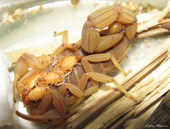 Jaguajir rochae