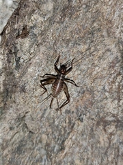 Petaloptila andreinii