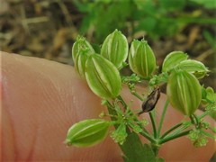 Thaspium barbinode