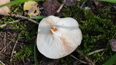 Lactarius trivialis