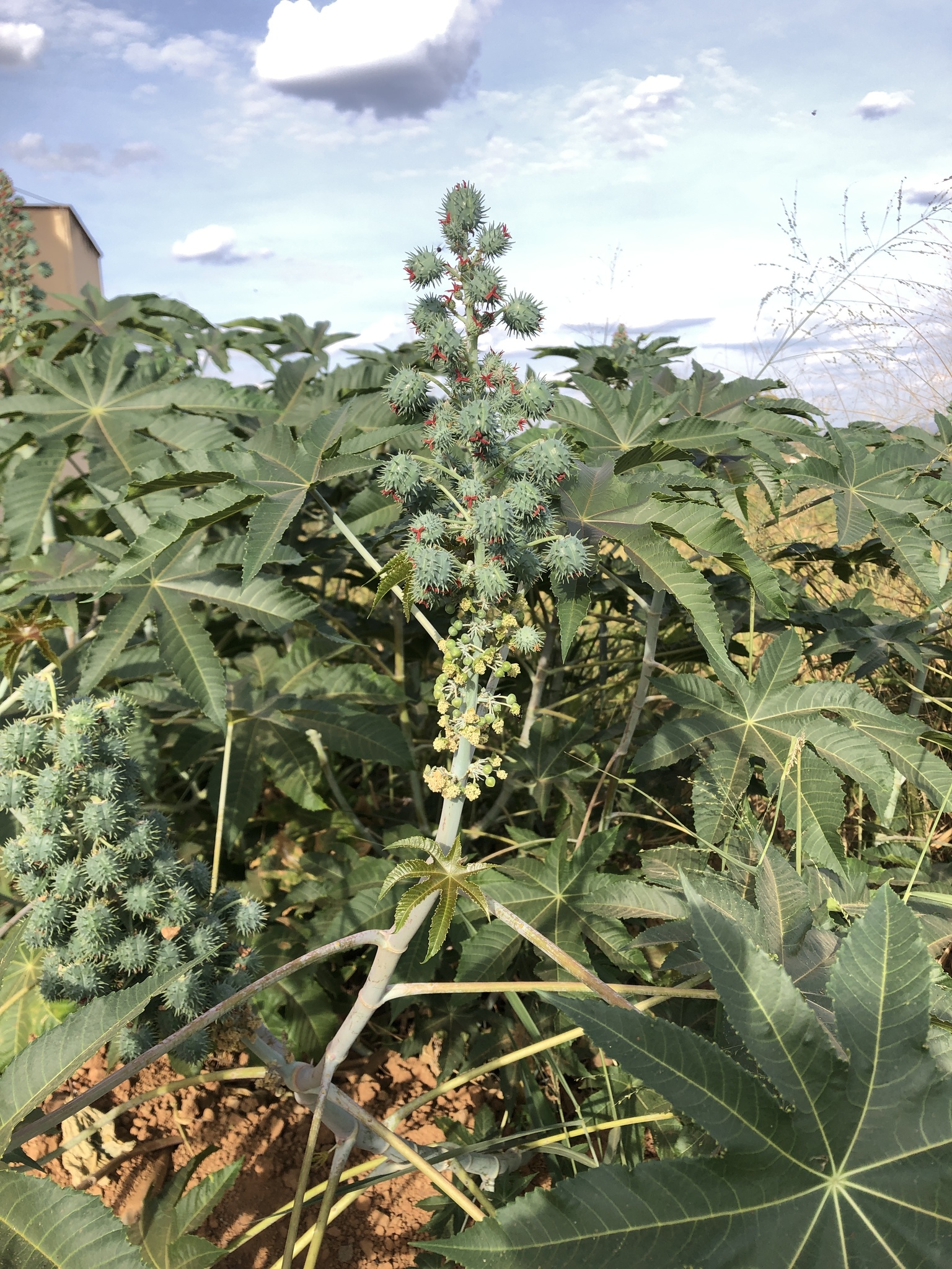 Ricinus communis