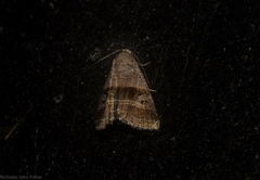Ozarba punctigera