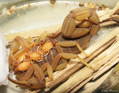 Jaguajir rochae