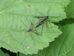 Ptychoptera contaminata