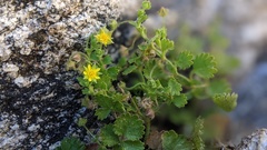 Ivesia saxosa