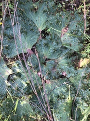 Arctopus echinatus