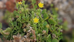 Ivesia saxosa