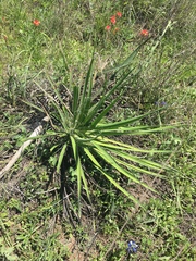 Yucca louisianensis
