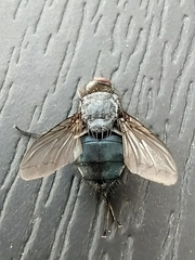 Calliphora vicina