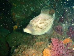 Porky photo 2