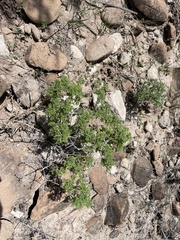Ambrosia bryantii